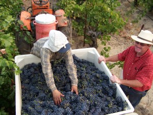 Workers with loads of grapes