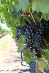 Grapes on the Vine at Harney Lane