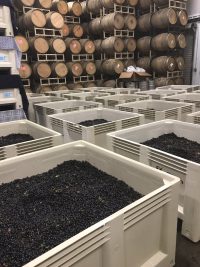 Bins of fermenting grapes line the winery