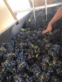 Beautiful Harney Lane fruit