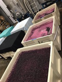 Bins of fermenting fruit in the winery