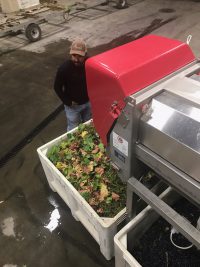 Louie with a bin of grape leftovers