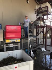 Concetta on the Harney Lane destemmer