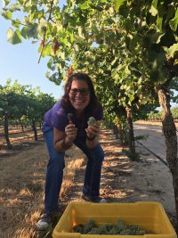 Concetta harvests Albarino grapes