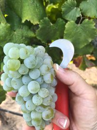Albarino cluster fresh off the vine