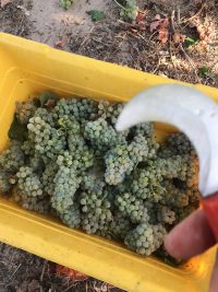 A bin full of fresh Albarino grapes
