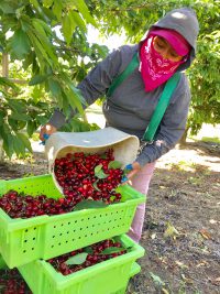 Workers in Cherries