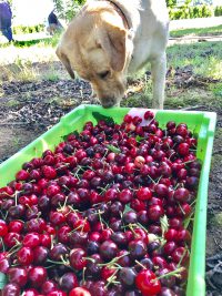 Charlie checks Cherries