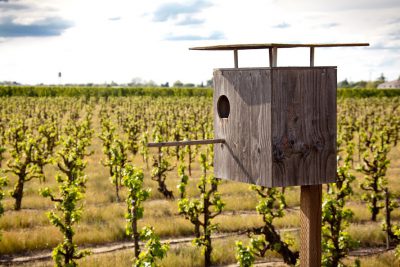 sustainable viticulture in Lizzy James vineyard