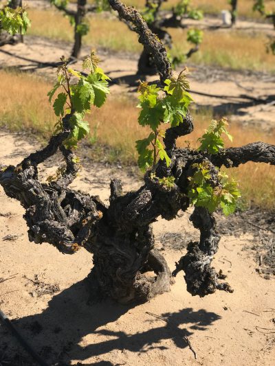 Gnarley Old Vine Zinfandel, Lizzy James Vineyard