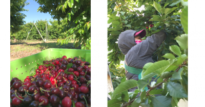 Harvesting Cherries at Harney Lane