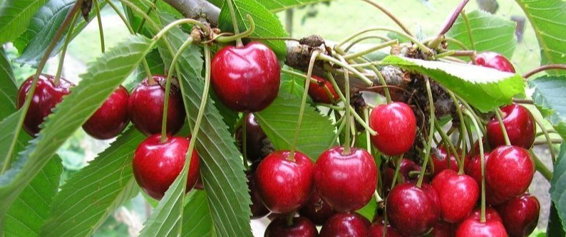 Bing Cherries by Harney Lane