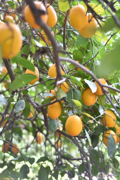 Kathy's Meyer Lemon Tree
