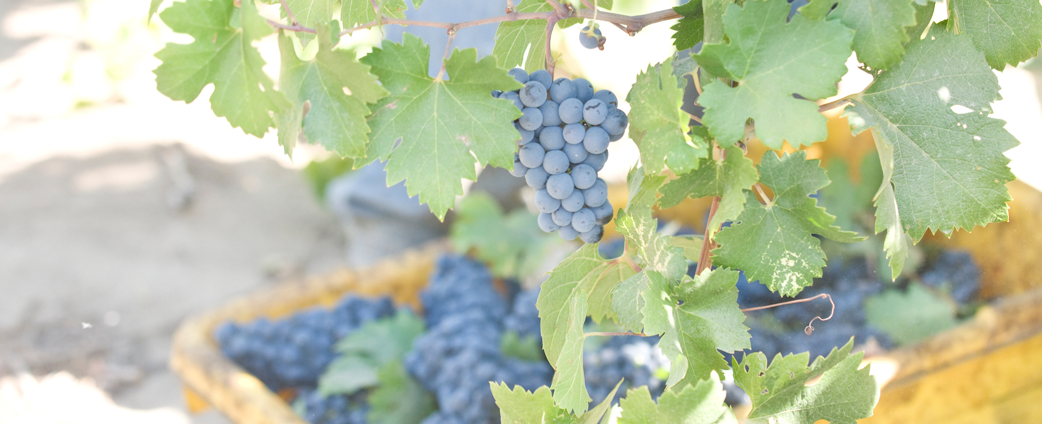 Zinfandel - Our Heritage Grape - Harney Lane Vineyards