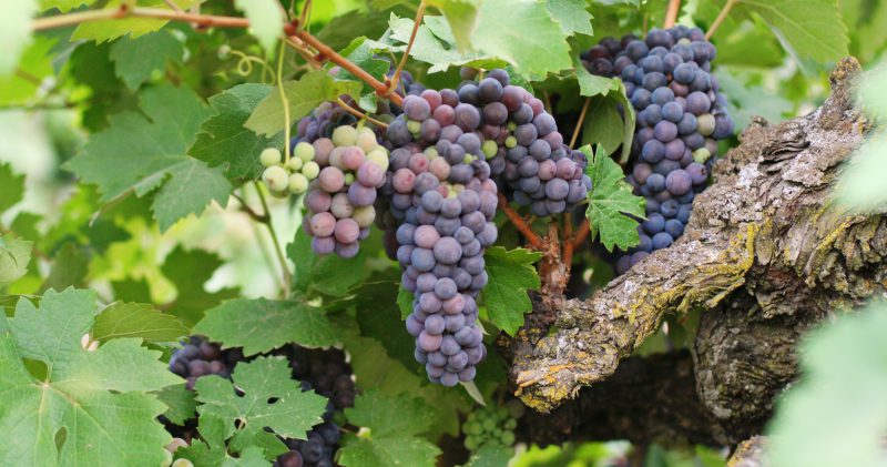 Lizzy James Old Vine Zin grape clusters