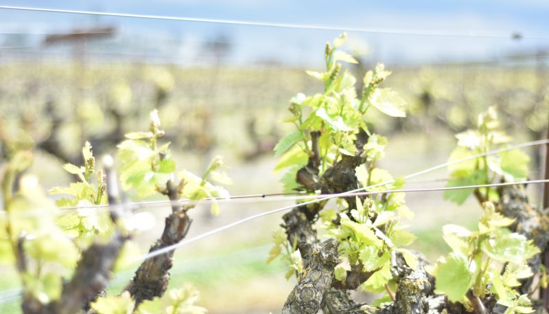 Spring Vines at Harney Lane